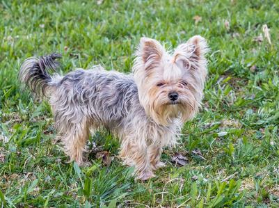 Kleiner langhaariger Yorkshire-Terrier mit hellbraun-grauem Fell und aufgerichteten Ohren steht auf einer grasbewachsenen Fläche und blickt leicht zur Kamera.